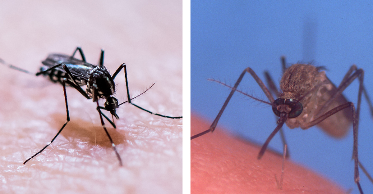 Two side by side photos show different species of mosquito. The left side shows the Asian tiger mosquito, which has distinct black and white bands on its legs. The other is the common house mosquito, which is plainer and brown.