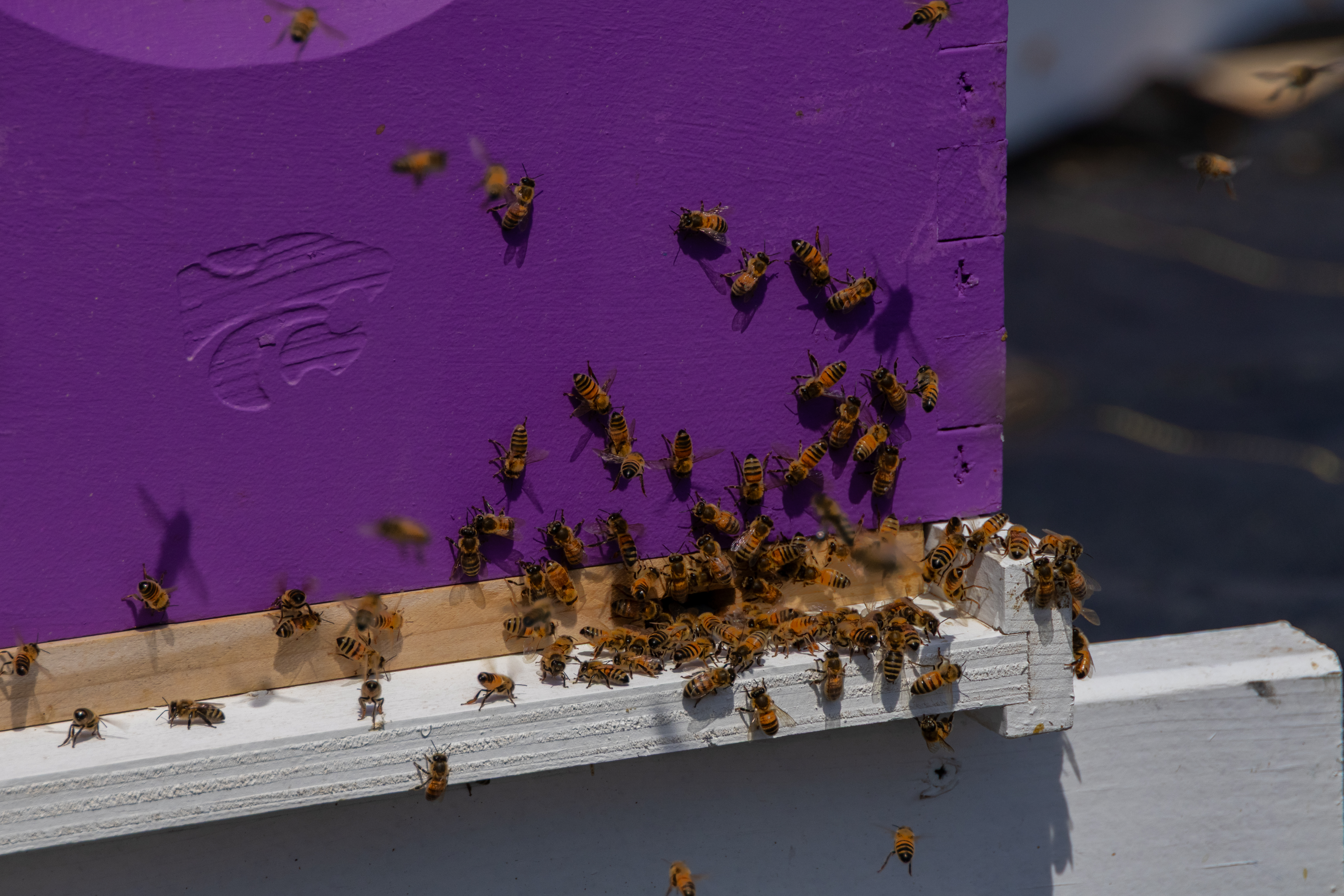 Bees swarm a purple box that serves as their hive. A K-State Powercat logo is etched onto the side of the box.
