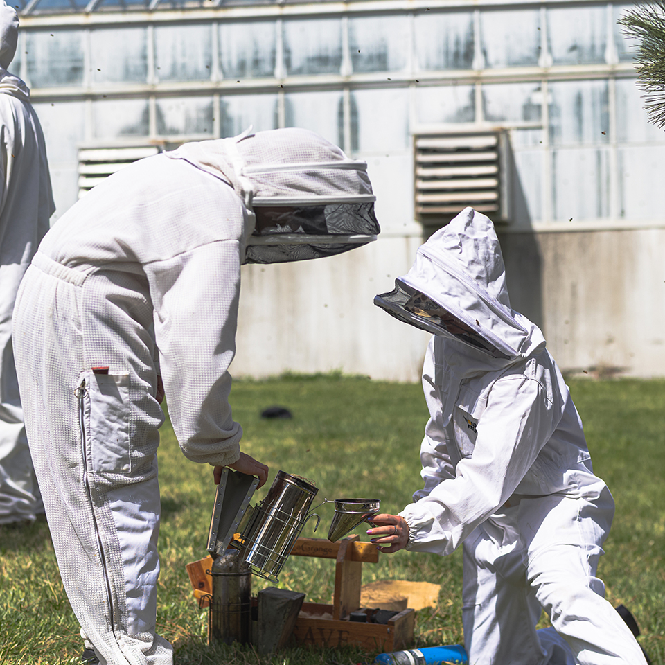 Two beekeepers work with a smoke machine.