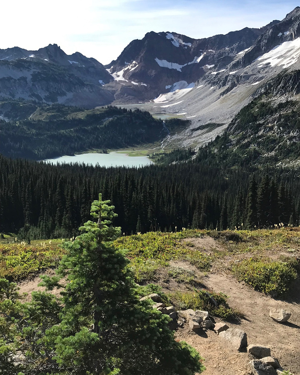 A tree stands at the foreground of a large, forested canyon with a small blue lake at the center. In the far background, a tall black glacier looms over the canyon.