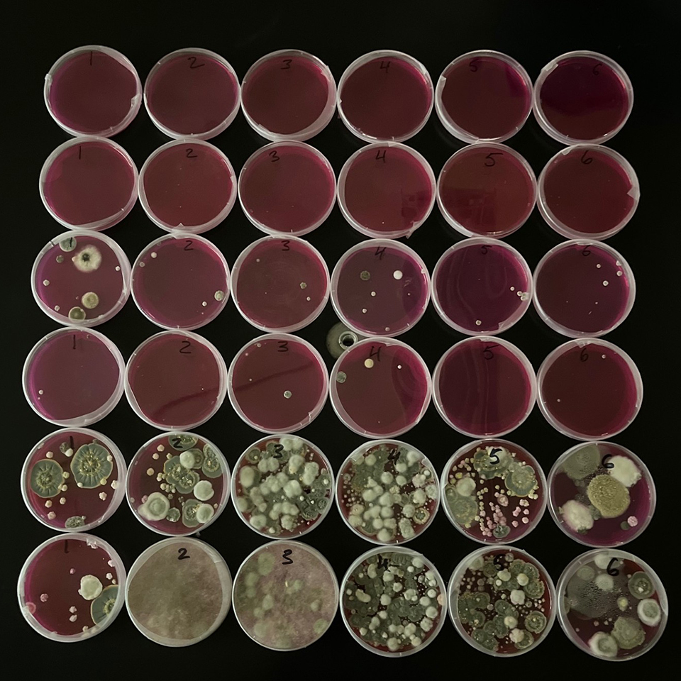 Rows of red petri dishes successively show increasing amounts of brownish-green mold, from left to right.