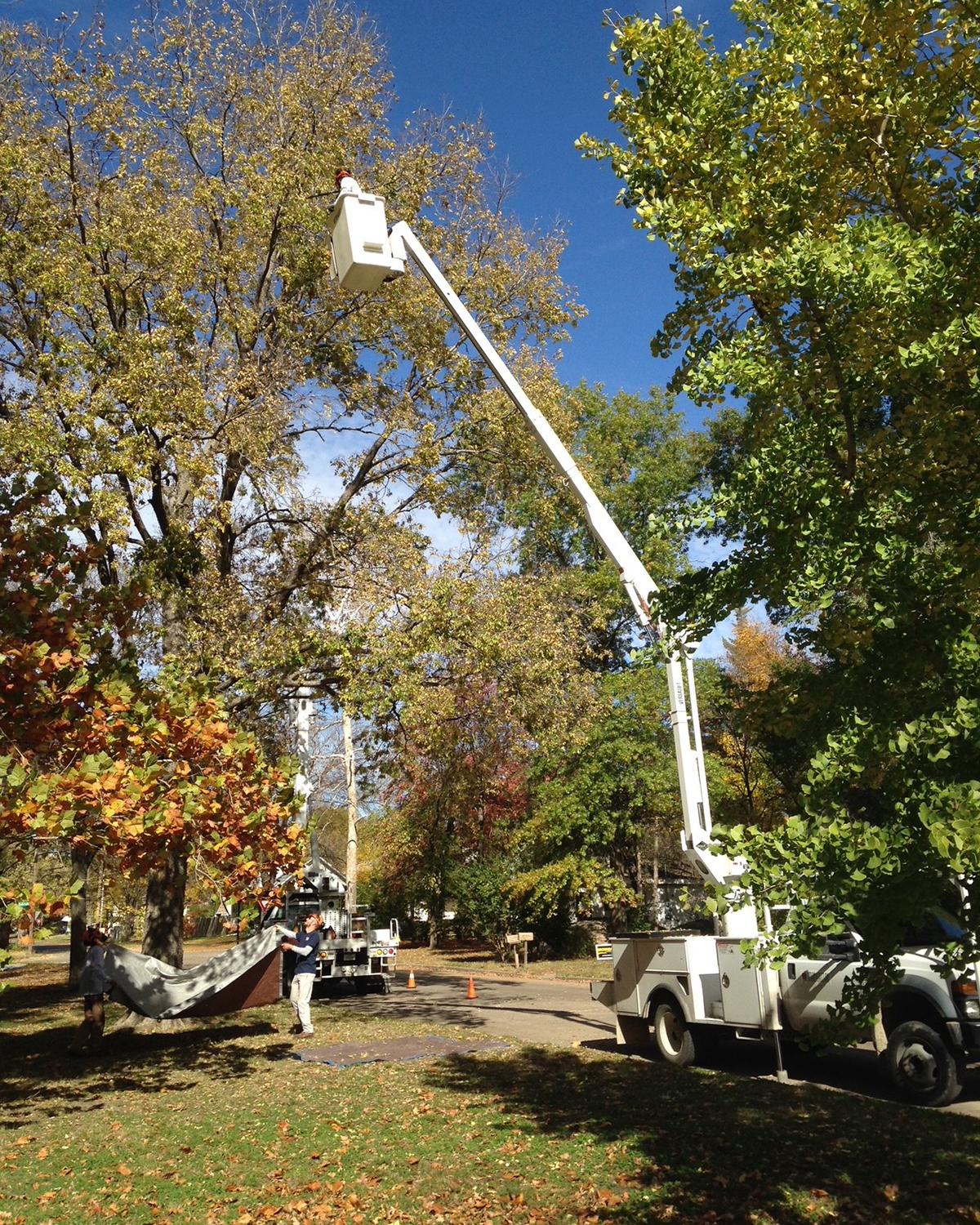 A wide shot shows a pair of students holding a tarp underneat a tree. On a street next to the tree, a boom truck has its bucket raised and near the top of the tree. Another student is in the bucket.