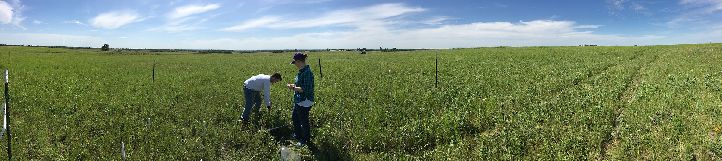 A wide panorama shows two students picking at dirt in a wide open green prairie. They are sampling for fungi.