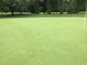 Annual bluegrass in a bentgrass putting green