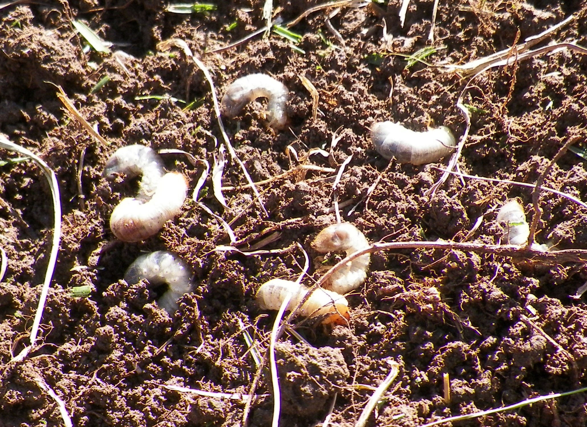 grubs