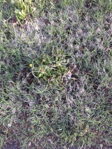 Dandelion "twisting" from hormone-disrupting herbicide application