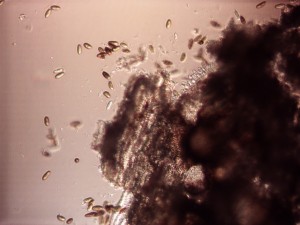 pine tip blight spores