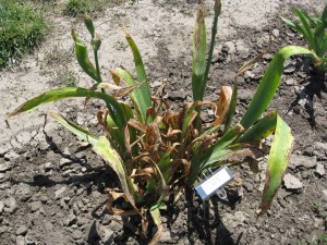 Severe iris leaf spot. Image by Megan Kennelly