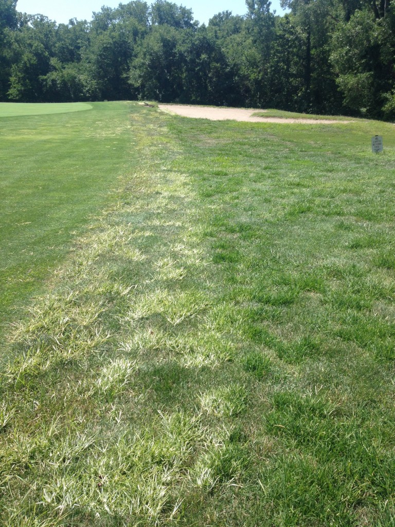 Bleaching of goosegrass from topramazone application