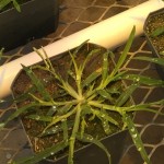 goosegrass