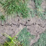 Yellow nutsedge can not only grow in wet soils but also extremely dry soils as well.