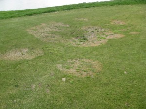 several_small_patches_in_low_area_with weeds_inside