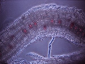 Copy of pythium-bentrass-2006
