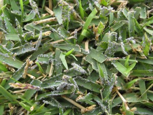 gray_slime_mold_zoysia_3