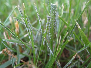 slime mold 3