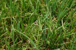 Peter-Orwig-stripe-smut-2015-05-07 08.34.32