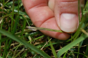 Peter-Orwig-stripe-smut-2015-05-07 08.36.57