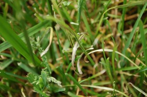 Peter-Orwig-stripe-smut2015-05-07 08.34.46