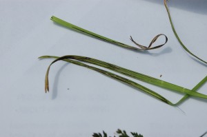 Peter-orwig-stripe-smut-2015-05-07 08.35.51