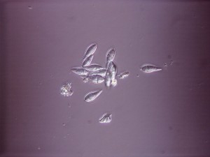 gray leaf spot wamego 2007