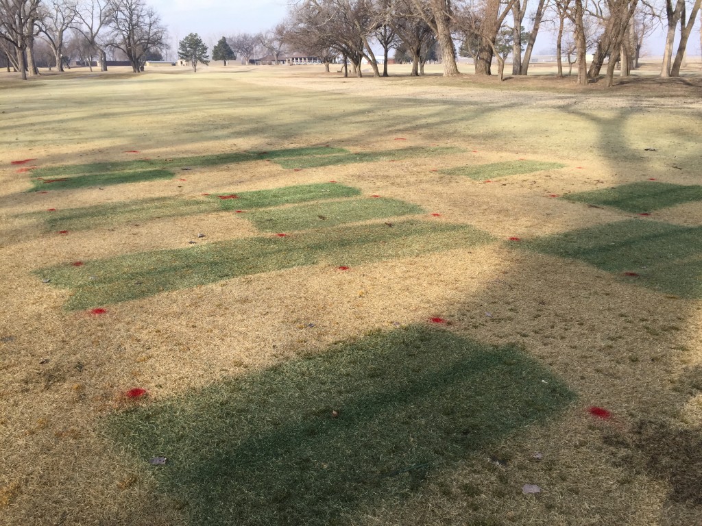 2014-2015 Research Plots at Stagg Hill Golf Course in Manhattan, KS.