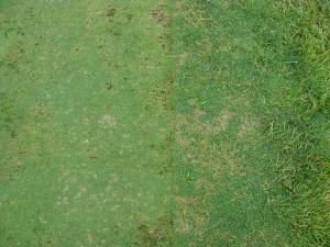 dollar spot in low and hi cut