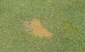 poa dying