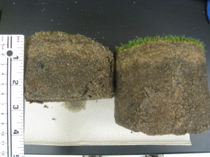 turf_shortroots_longroots