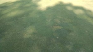 IMG_20150802_083806451