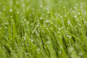 tall fescue