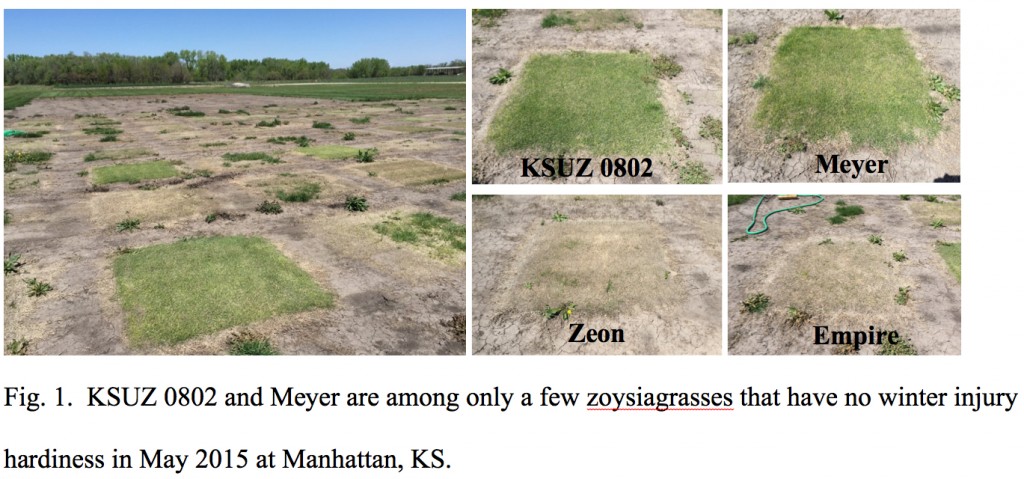 fig1 zoysia