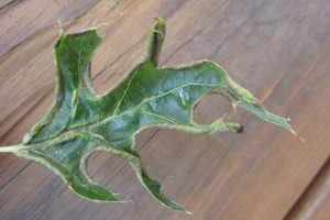 itch-mites