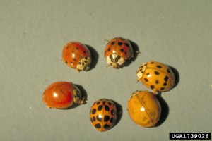 ladybeetle-BillRee-TexasAM-bugwood