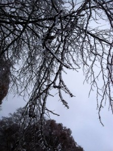 ice-honeylocust-thanksgiving-2015