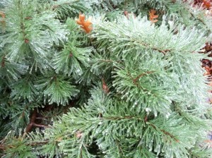 icepine-2015-thanksgiving