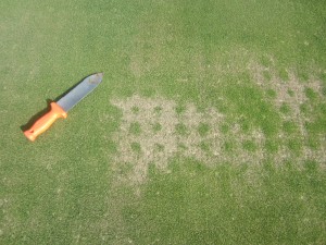 aerification-holes-growth-may-2015