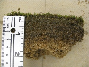 putting-green-too-much-organic-matter-2010