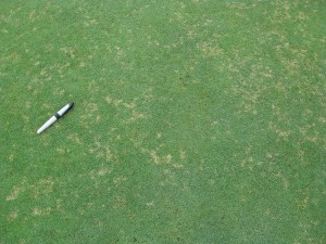 dollar spot