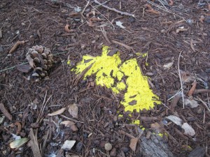 slime_mold_yellow_mulch