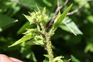 spirea