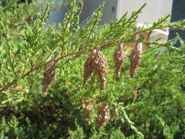 bagworms
