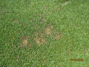 Pythium in rye fairway