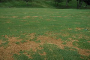 pythium 2006-2