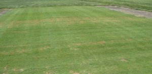 r ford pythium blight