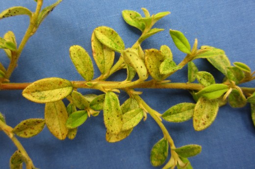 damage-lacebug