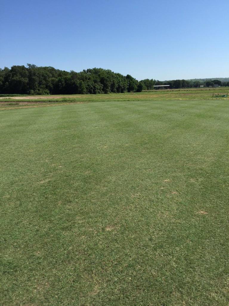 buffalograss fairway