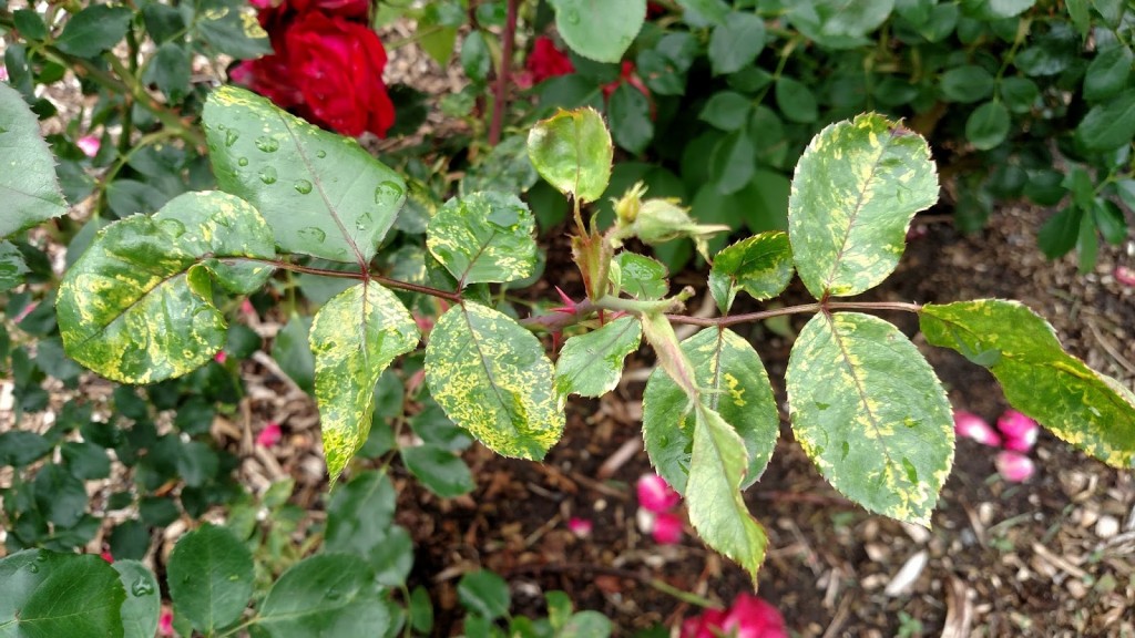 rosemosaic