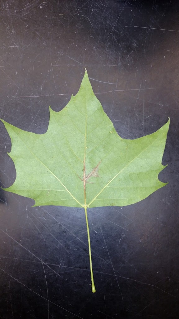 sycamore-anthracnose
