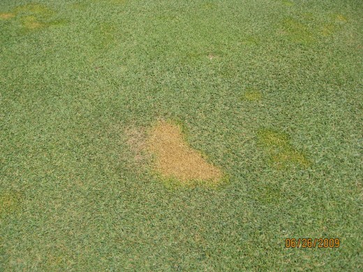 poa dying