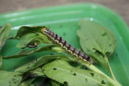 Figure2TobaccoBudwormLarva-1iswlrs